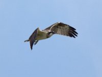Fischadler (Pandion haliaetus) 25